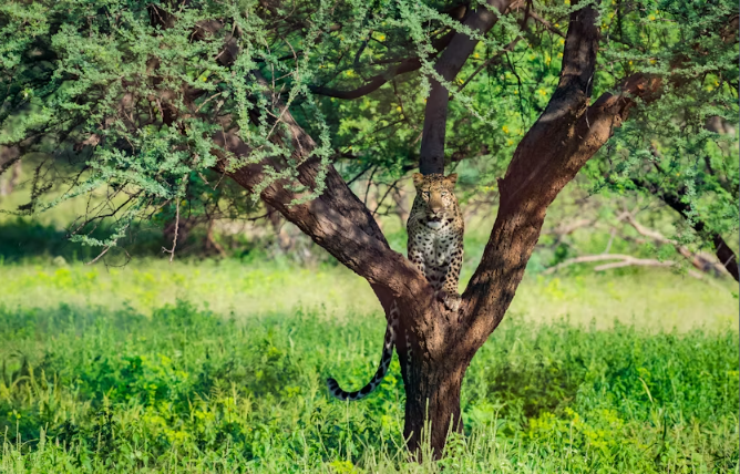 Jhalana Leopard Sanctuary Half-Day Private Tour - Image 3